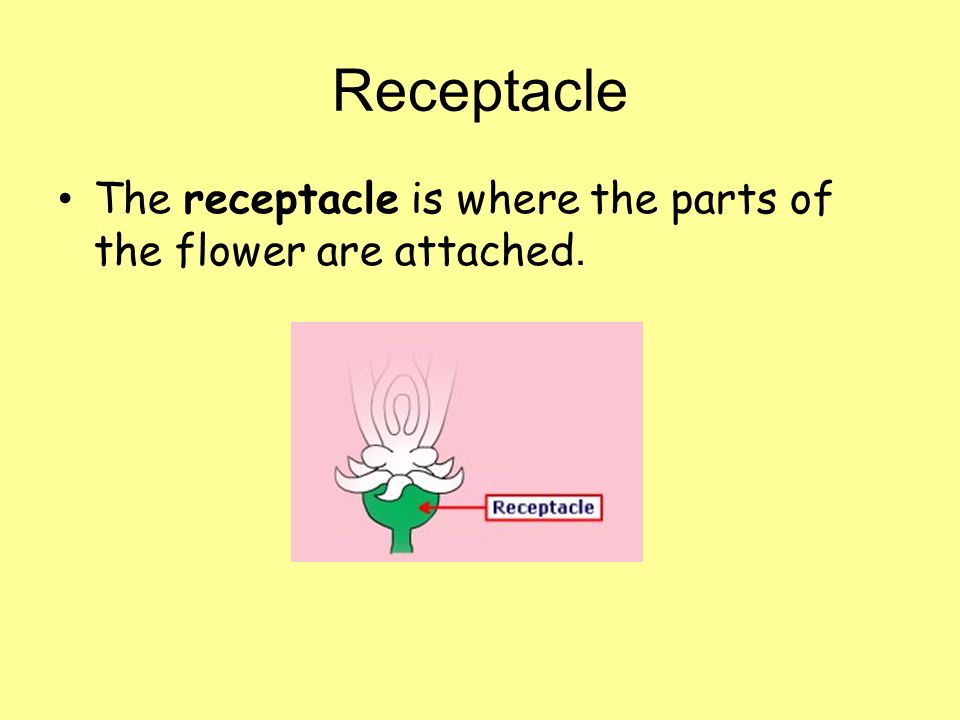 Receptacle The receptacle is where the parts of the flower are attached.