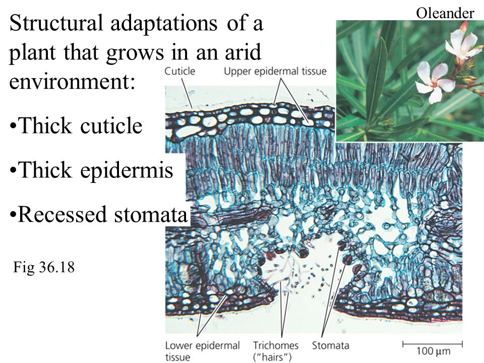Structural adaptations of a plant that grows in an arid environment: Thick cuticle Thick epidermis Recessed stomata Oleander Fig 36.18
