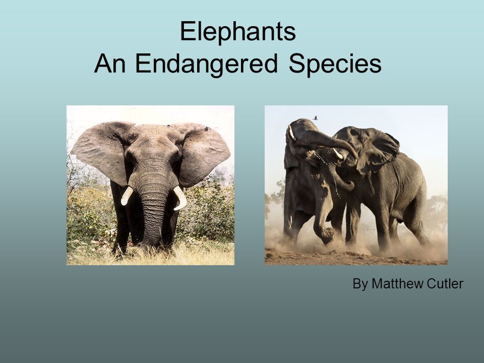 1 Elephants An Endangered Species By Matthew Cutler