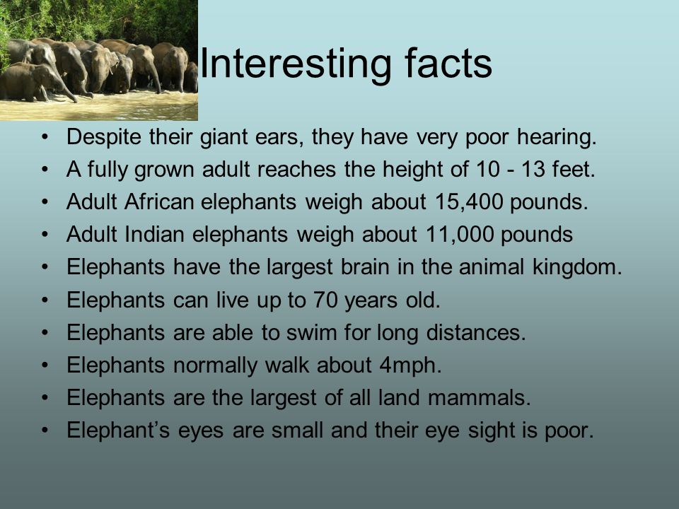Elephants An Endangered Species By Matthew Cutler. - ppt download
