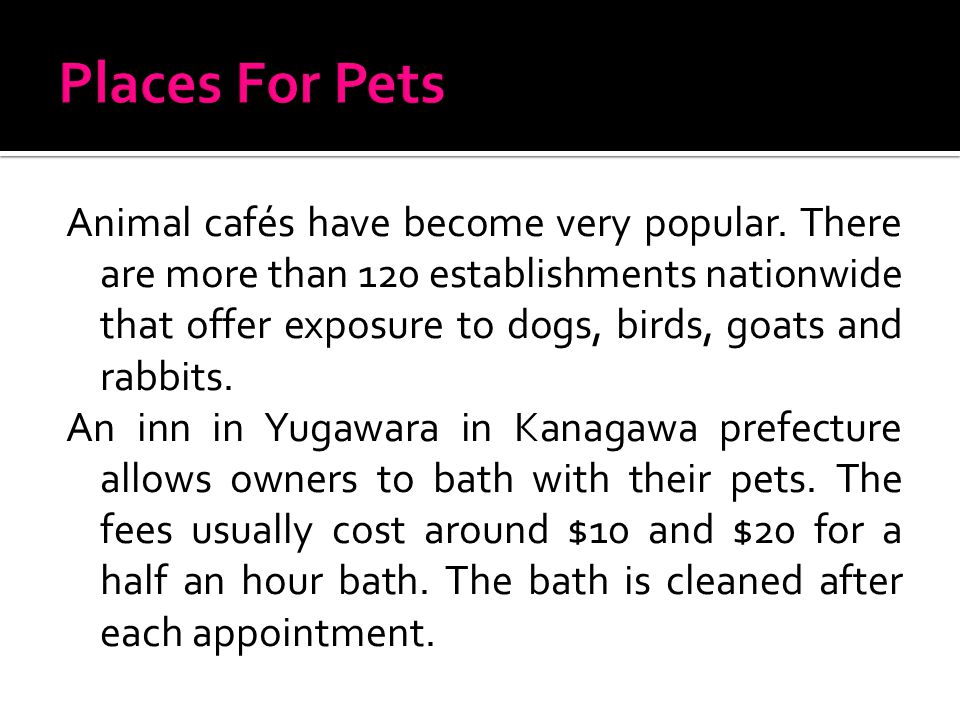 Animal cafés have become very popular.