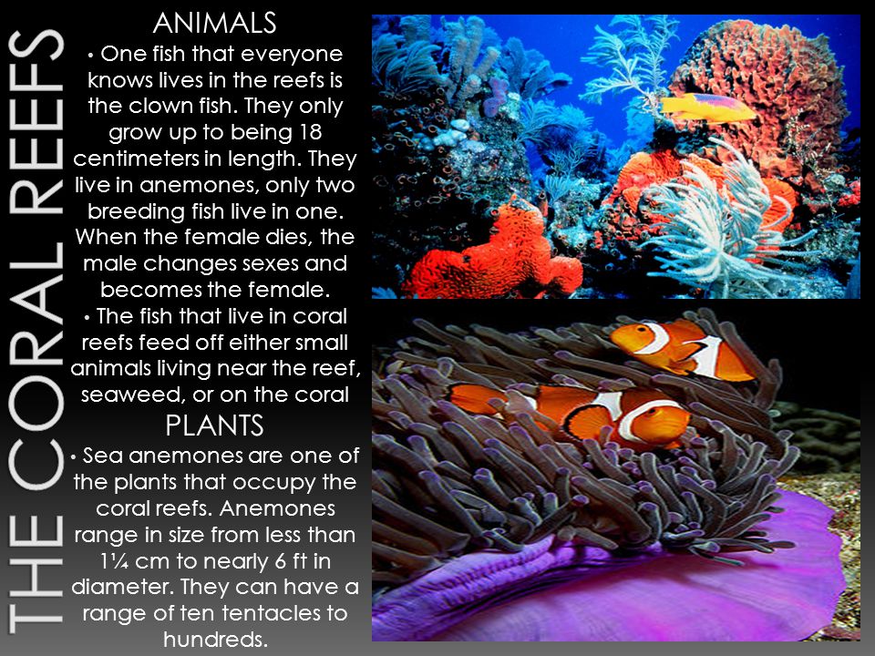 ANIMALS One fish that everyone knows lives in the reefs is the clown fish.