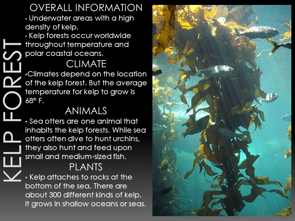 OVERALL INFORMATION Underwater areas with a high density of kelp.