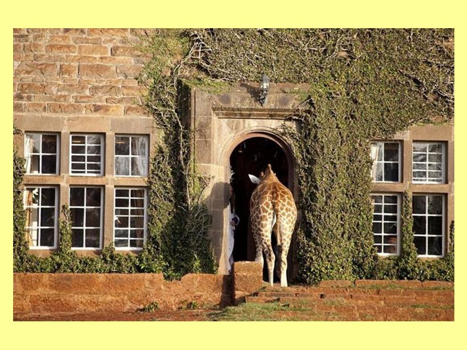 The Giraffe Manor is surrounded by 140 acres of indigenous forest just outside Kenya s capital, Nairobi.