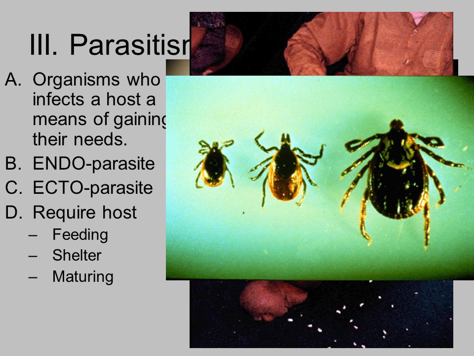 III. Parasitism A.Organisms who infects a host a means of gaining their needs.