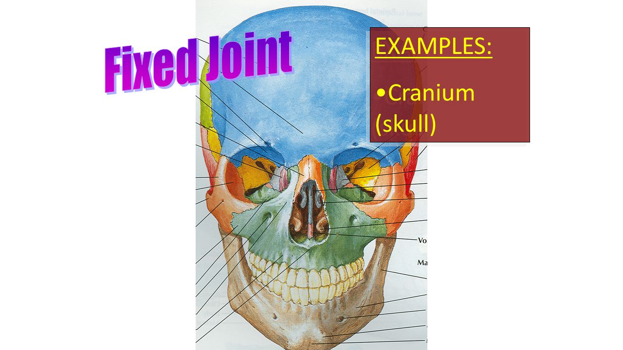 EXAMPLES: Cranium (skull) EXAMPLES: Cranium (skull)
