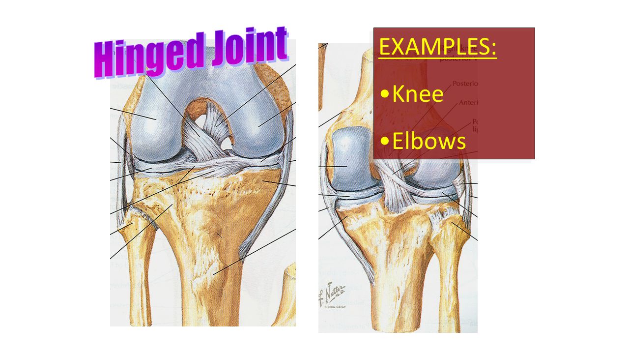EXAMPLES: Knee Elbows EXAMPLES: Knee Elbows