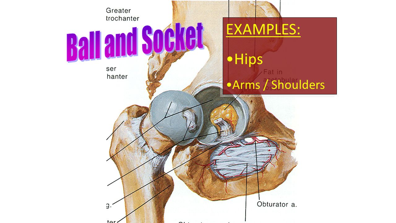 EXAMPLES: Hips Arms / Shoulders EXAMPLES: Hips Arms / Shoulders