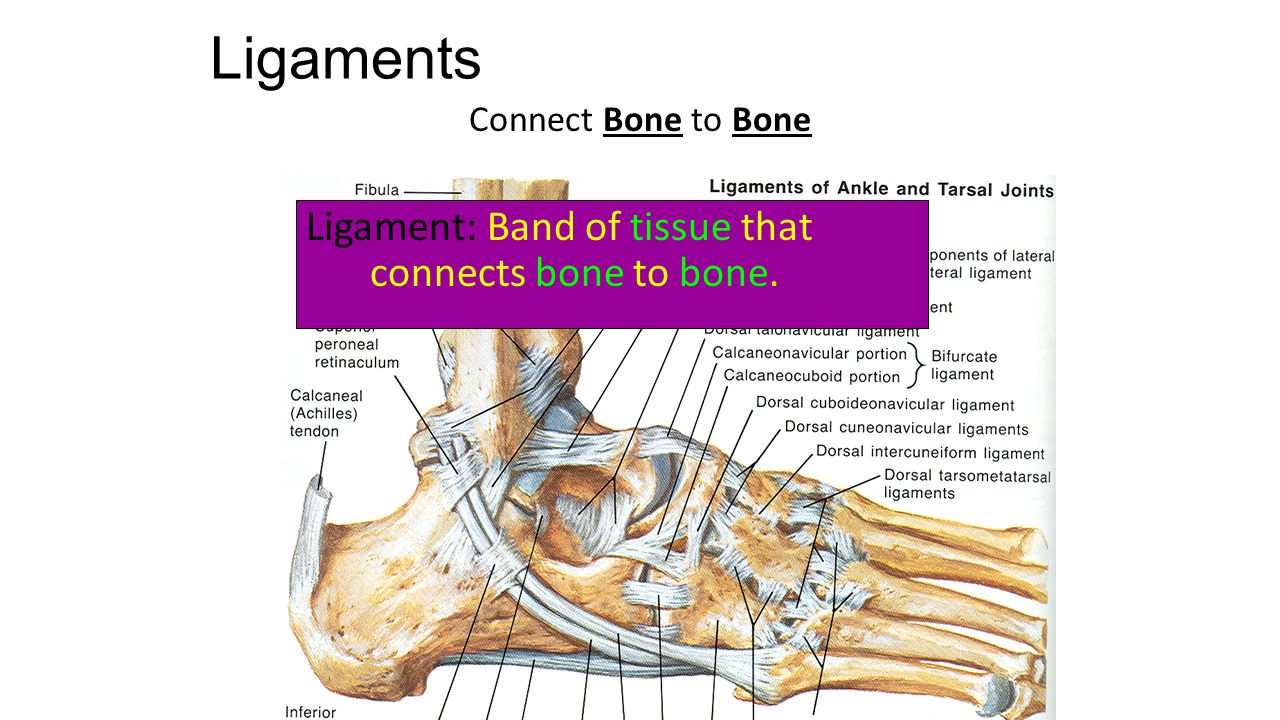 Ligaments Connect Bone to Bone Ligament: Band of tissue that connects bone to bone.