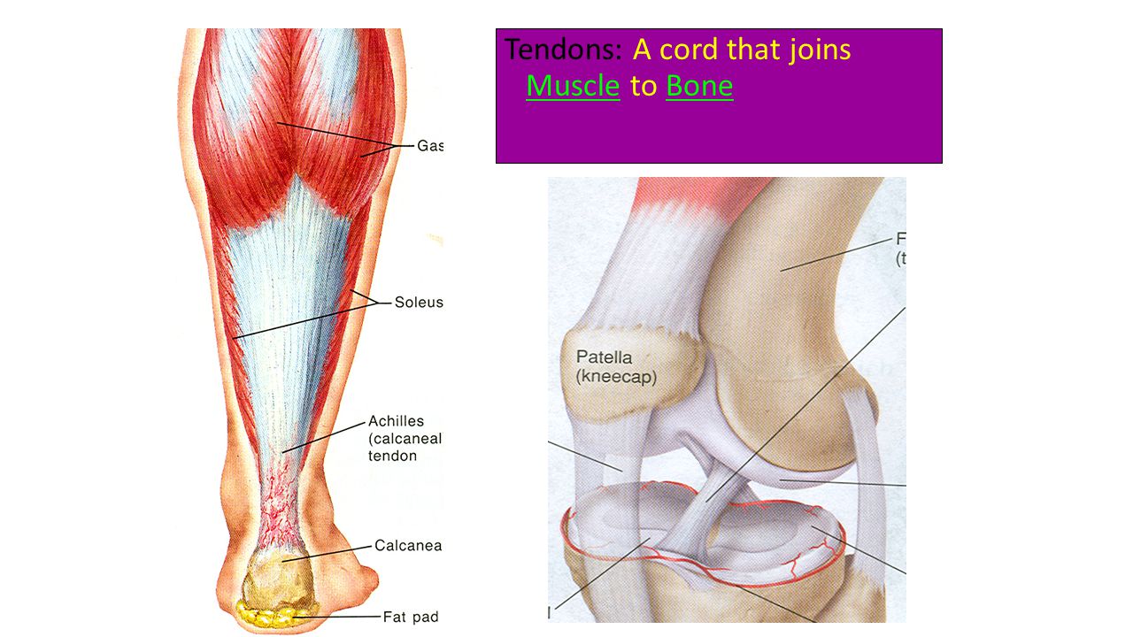 Tendons: A cord that joins Muscle to Bone