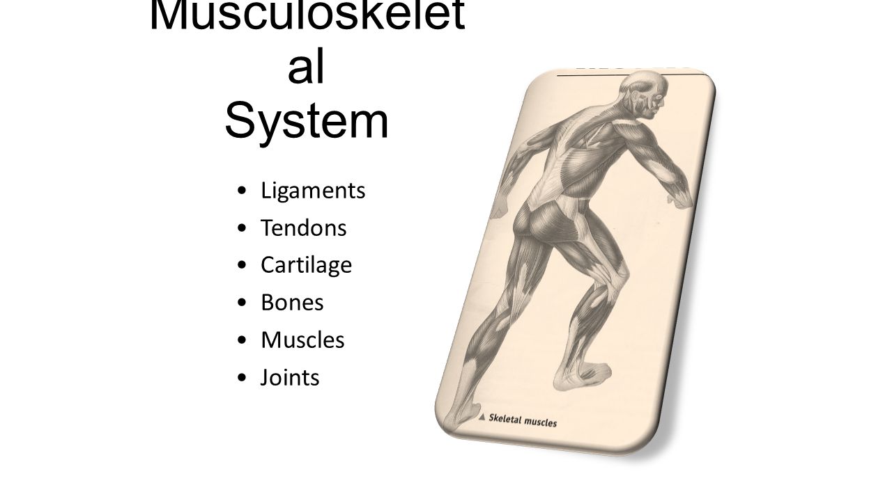 Musculoskelet al System Ligaments Tendons Cartilage Bones Muscles Joints