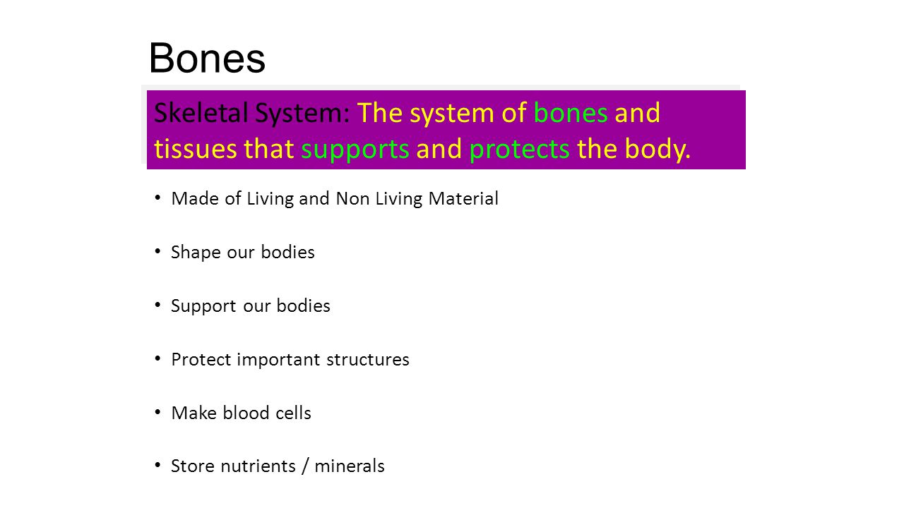 Bones 206 Bones in the body Made of Living and Non Living Material Shape our bodies Support our bodies Protect important structures Make blood cells Store nutrients / minerals Skeletal System: The system of bones and tissues that supports and protects the body.