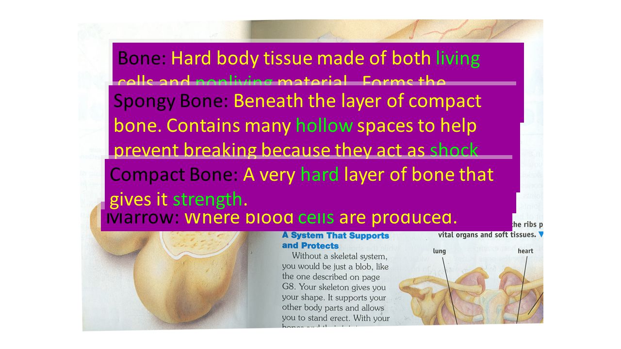 Bone: Hard body tissue made of both living cells and nonliving material.