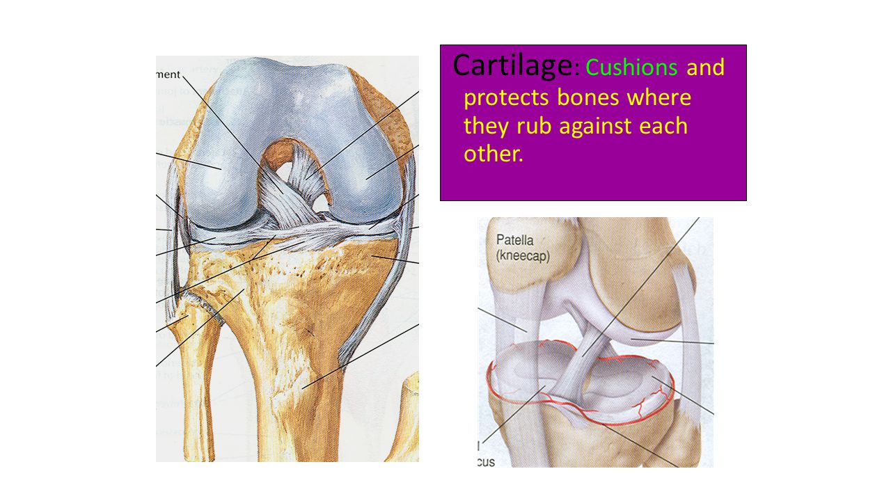 Cartilage : Cushions and protects bones where they rub against each other.