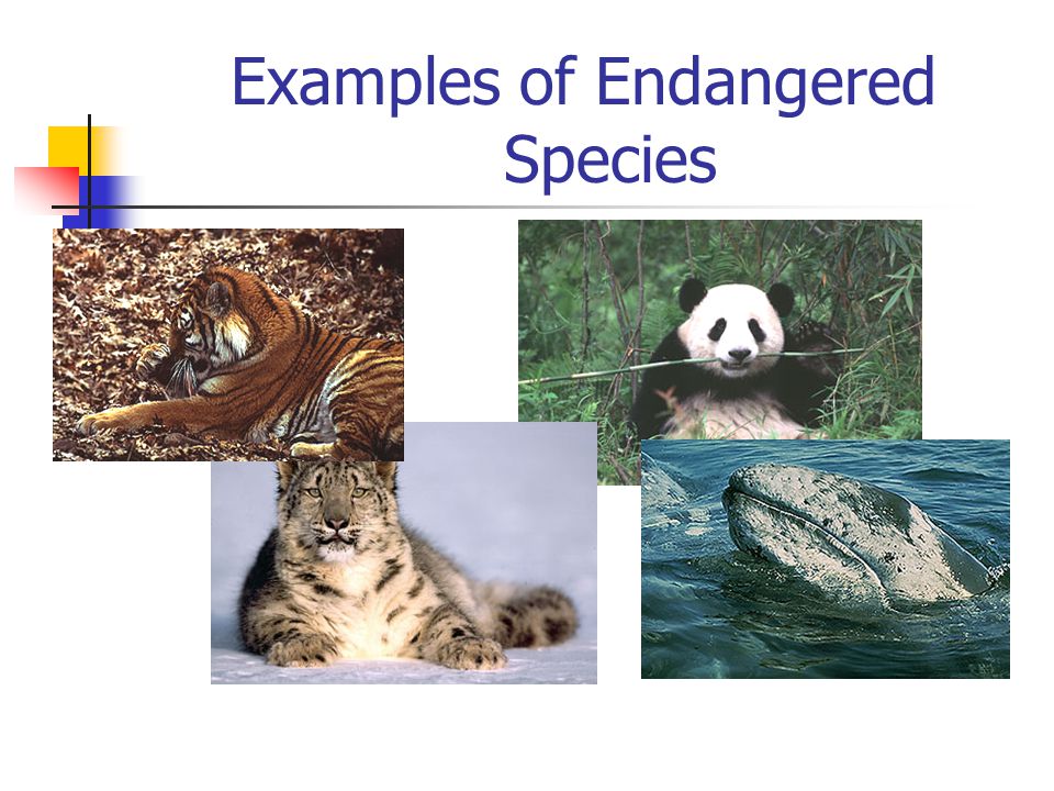 Examples of Endangered Species