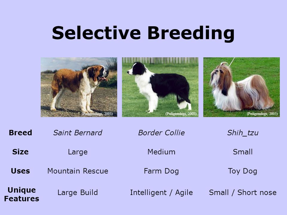 Как переводится пород. Selective breeding. Породы собак на английском языке. Породы собак на английском с переводом. Animal selective breeding.