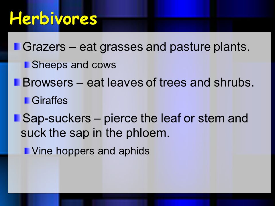 Plant-Animal Relationships. Herbivores Grazers – eat grasses and pasture  plants. Sheeps and cows Browsers – eat leaves of trees and shrubs. Giraffes  Sap-suckers. - ppt download