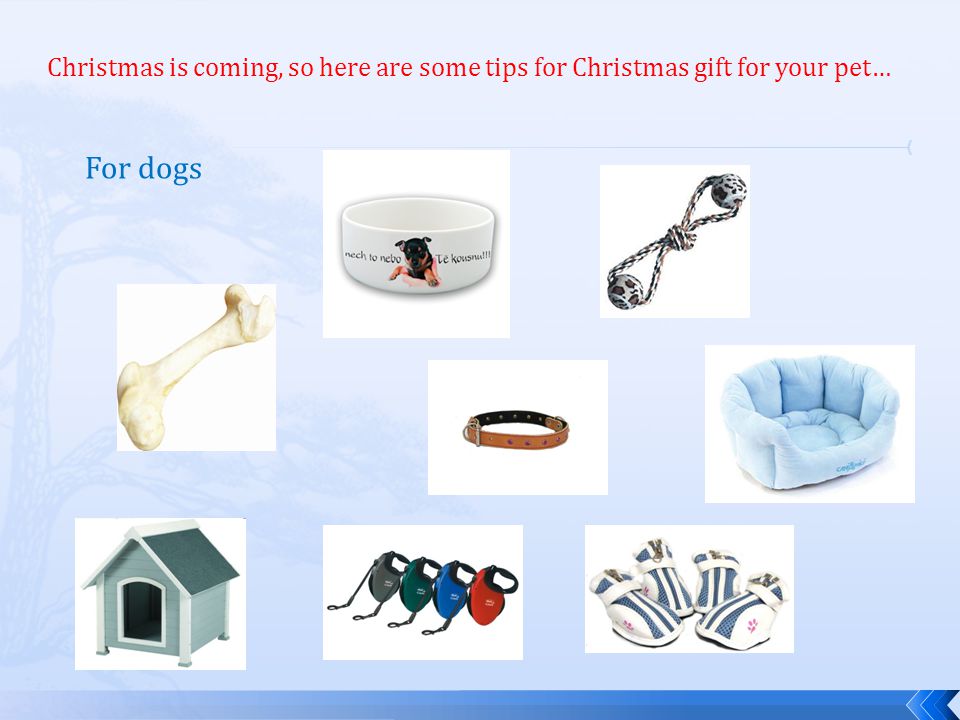 Christmas is coming, so here are some tips for Christmas gift for your pet… For dogs