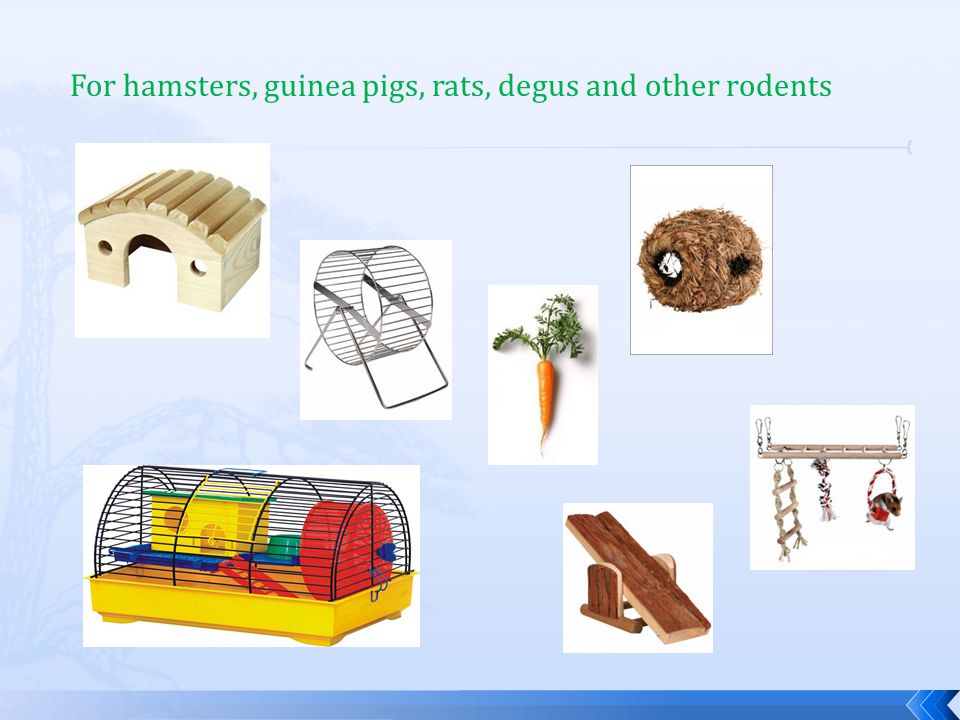 For hamsters, guinea pigs, rats, degus and other rodents