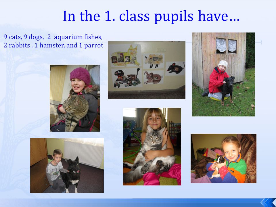 In the 1. class pupils have… 9 cats, 9 dogs, 2 aquarium fishes, 2 rabbits, 1 hamster, and 1 parrot