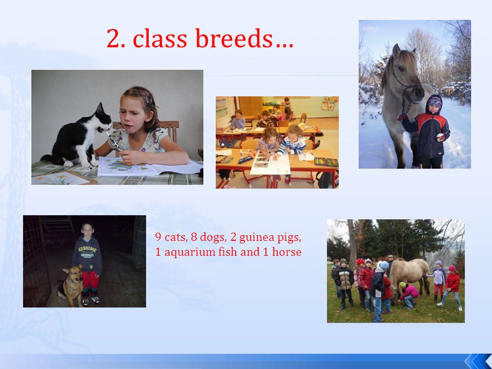 2. class breeds… 9 cats, 8 dogs, 2 guinea pigs, 1 aquarium fish and 1 horse
