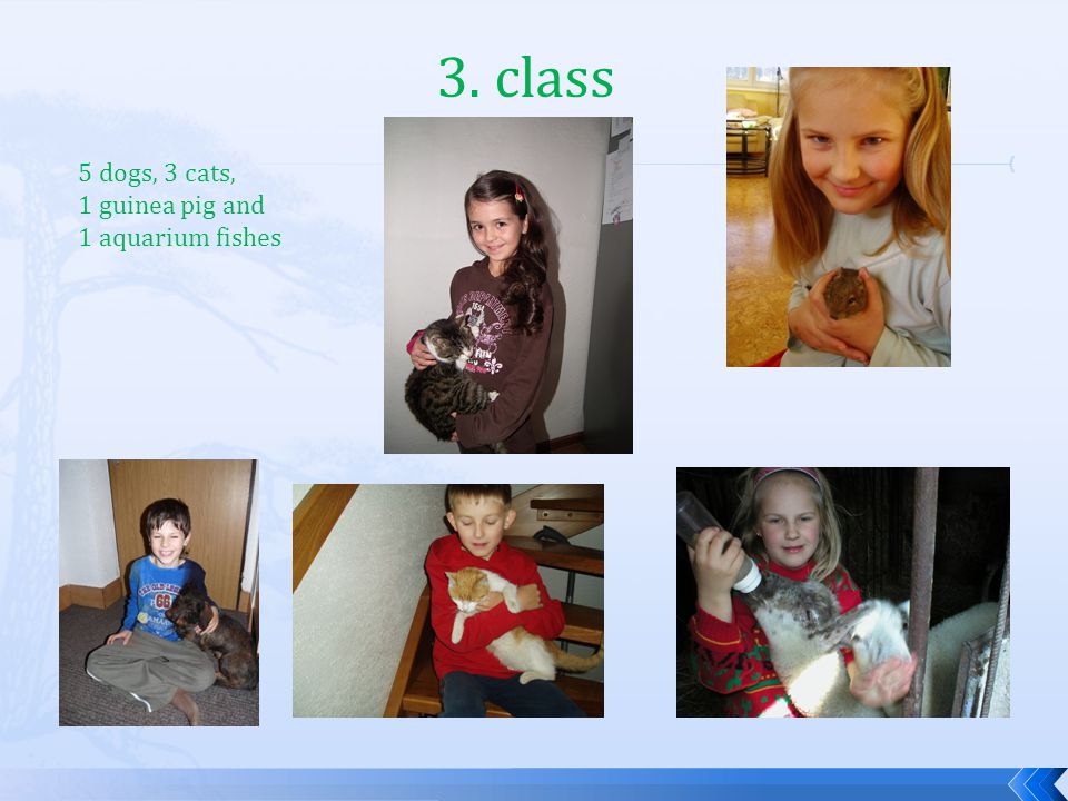 3. class 5 dogs, 3 cats, 1 guinea pig and 1 aquarium fishes