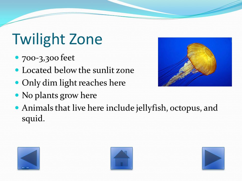 Twilight Zone 700-3,300 feet Located below the sunlit zone Only dim light reaches here No plants grow here Animals that live here include jellyfish, octopus, and squid.