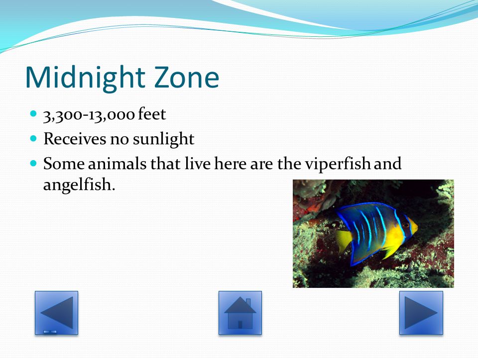 Midnight Zone 3,300-13,000 feet Receives no sunlight Some animals that live here are the viperfish and angelfish.