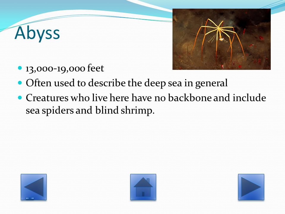 Abyss 13,000-19,000 feet Often used to describe the deep sea in general Creatures who live here have no backbone and include sea spiders and blind shrimp.