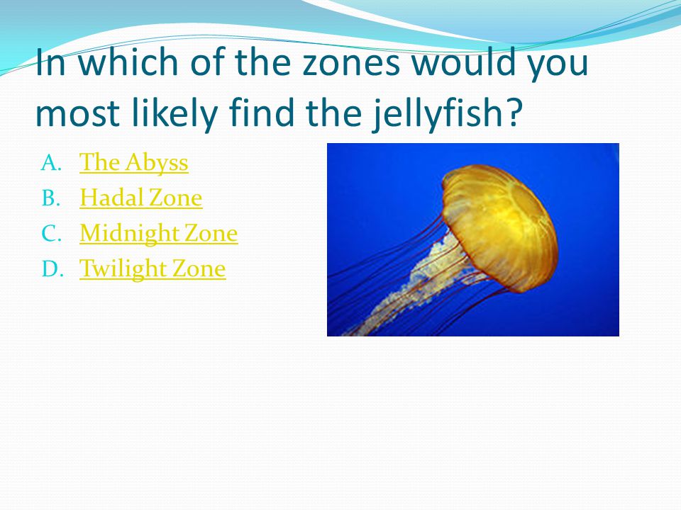 In which of the zones would you most likely find the jellyfish.