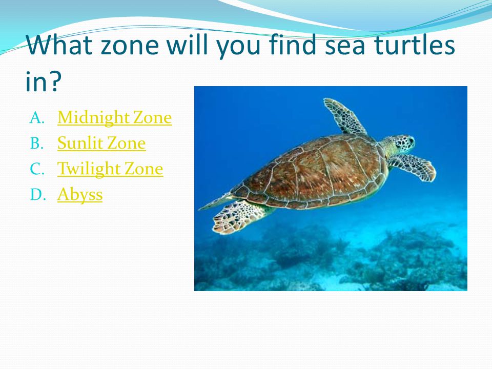 What zone will you find sea turtles in. A. Midnight Zone Midnight Zone B.