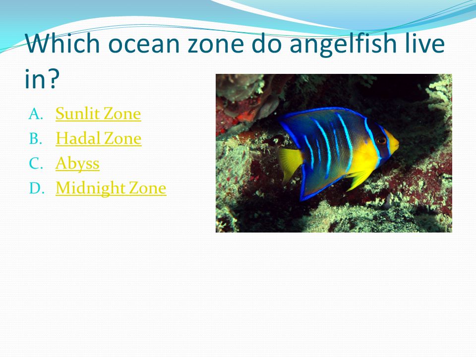 Which ocean zone do angelfish live in. A. Sunlit Zone Sunlit Zone B.