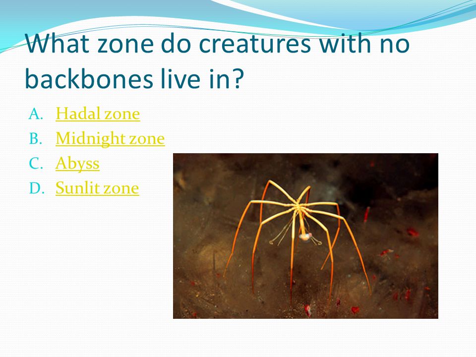 What zone do creatures with no backbones live in. A.