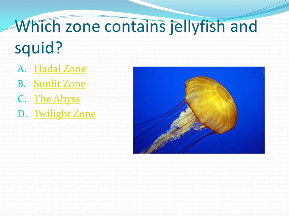 Which zone contains jellyfish and squid. A. Hadal Zone Hadal Zone B.