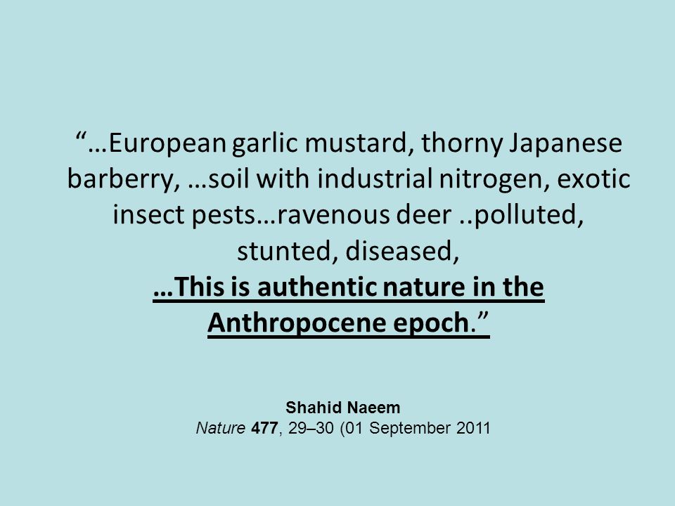 …European garlic mustard, thorny Japanese barberry, …soil with industrial nitrogen, exotic insect pests…ravenous deer..polluted, stunted, diseased, …This is authentic nature in the Anthropocene epoch. Shahid Naeem Nature 477, 29–30 (01 September 2011