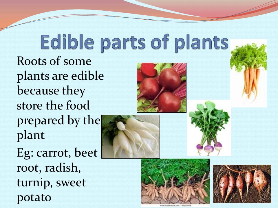 Roots of some plants are edible because they store the food prepared by the plant Eg: carrot, beet root, radish, turnip, sweet potato