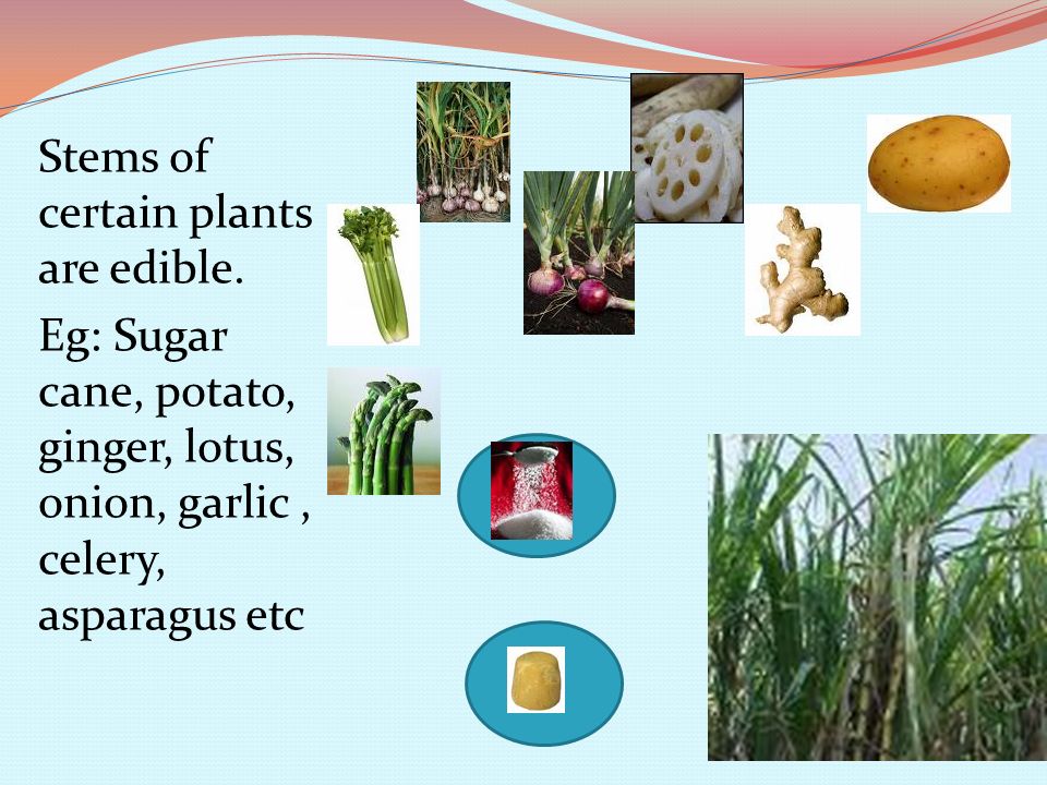Stems of certain plants are edible.