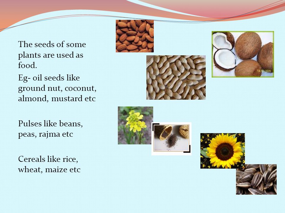 The seeds of some plants are used as food.