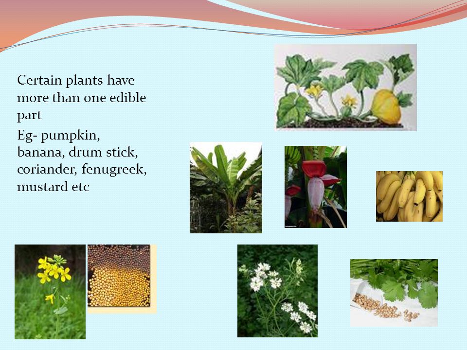 Certain plants have more than one edible part Eg- pumpkin, banana, drum stick, coriander, fenugreek, mustard etc