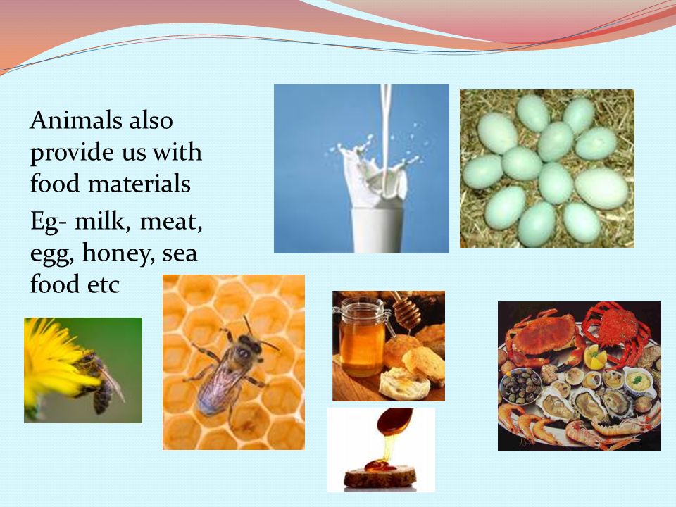 Animals also provide us with food materials Eg- milk, meat, egg, honey, sea food etc