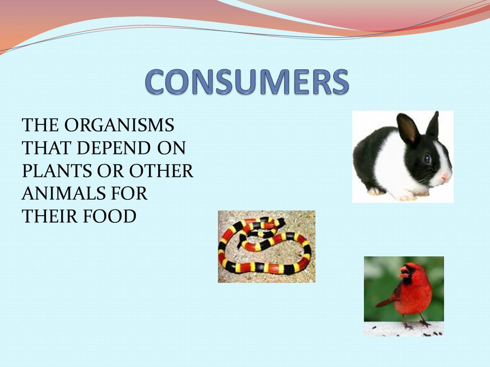 THE ORGANISMS THAT DEPEND ON PLANTS OR OTHER ANIMALS FOR THEIR FOOD
