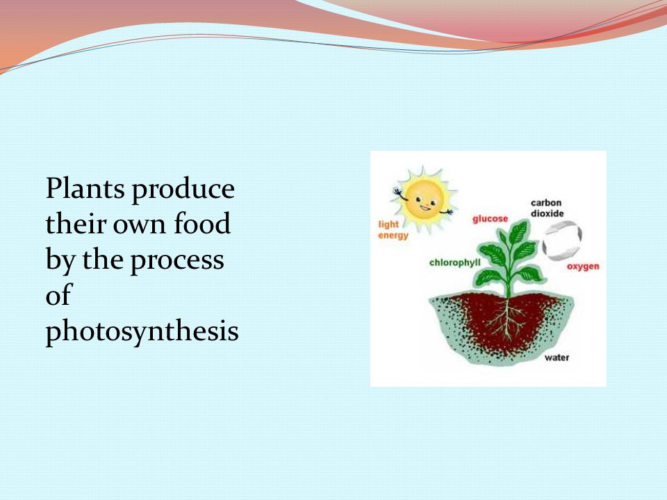 Plants produce their own food by the process of photosynthesis