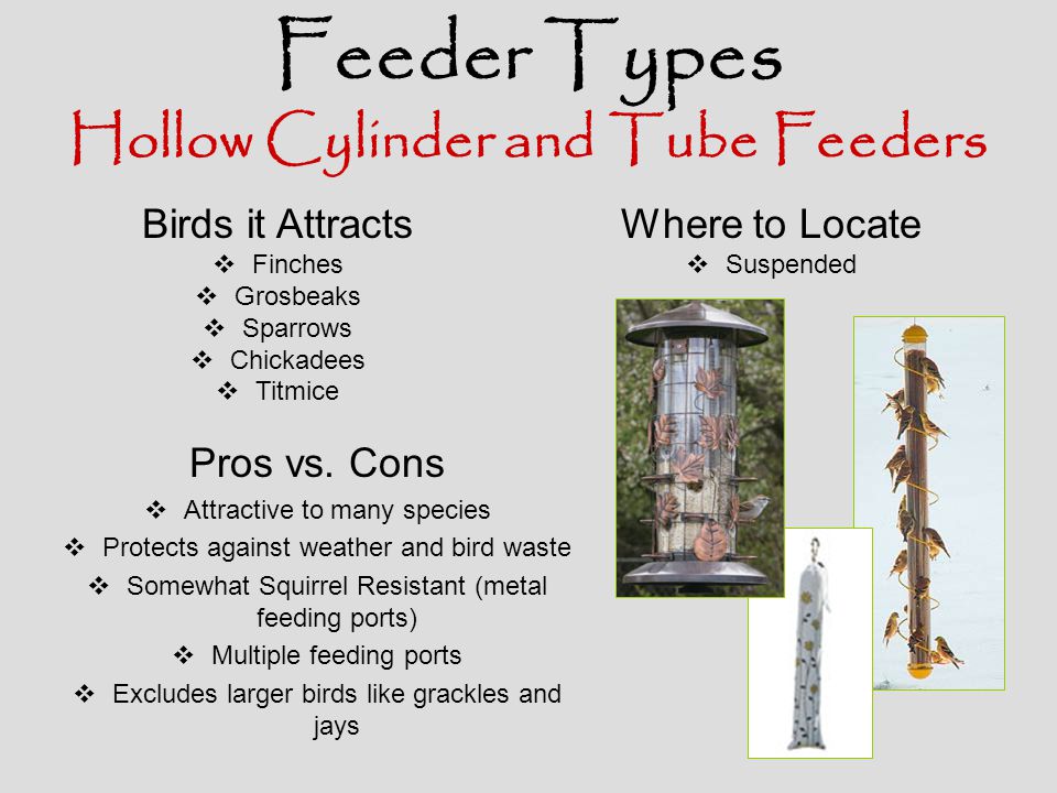 Feeding Birds Bird Feeder Basics Multiple Feeders Place