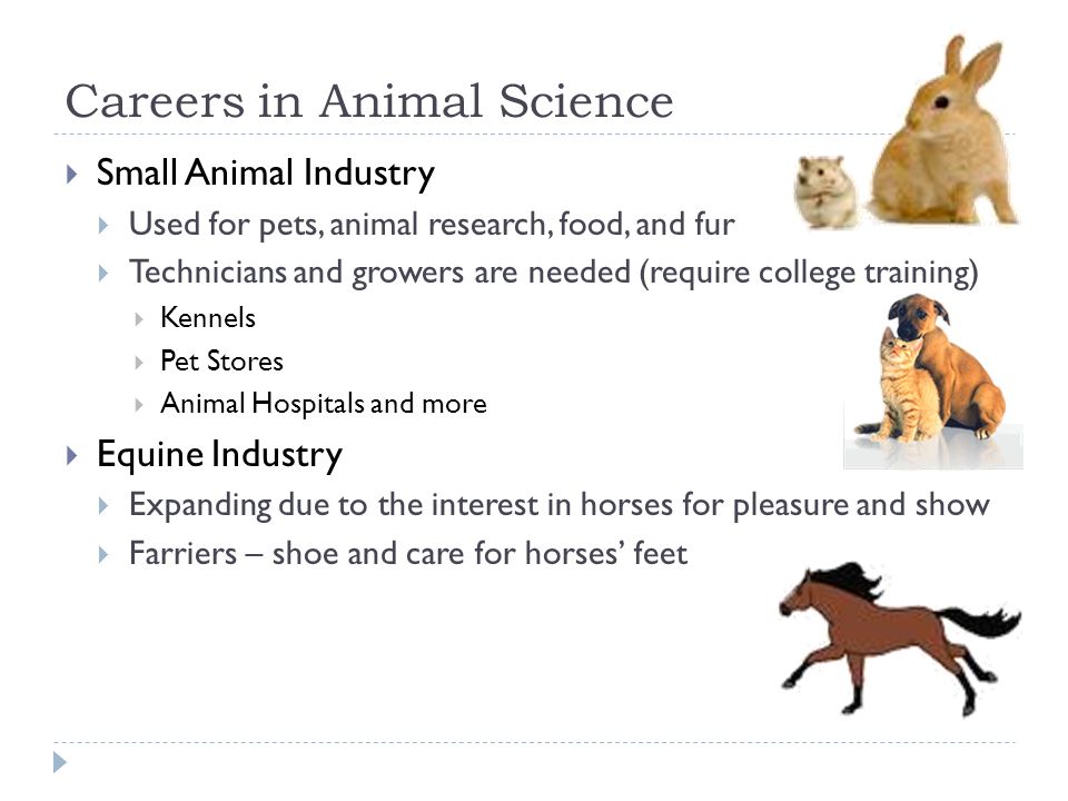 Animal Science. Careers in Animal Science  Most entry-level jobs require a  high school diploma  About 20 percent of the careers in agriscience  require. - ppt download
