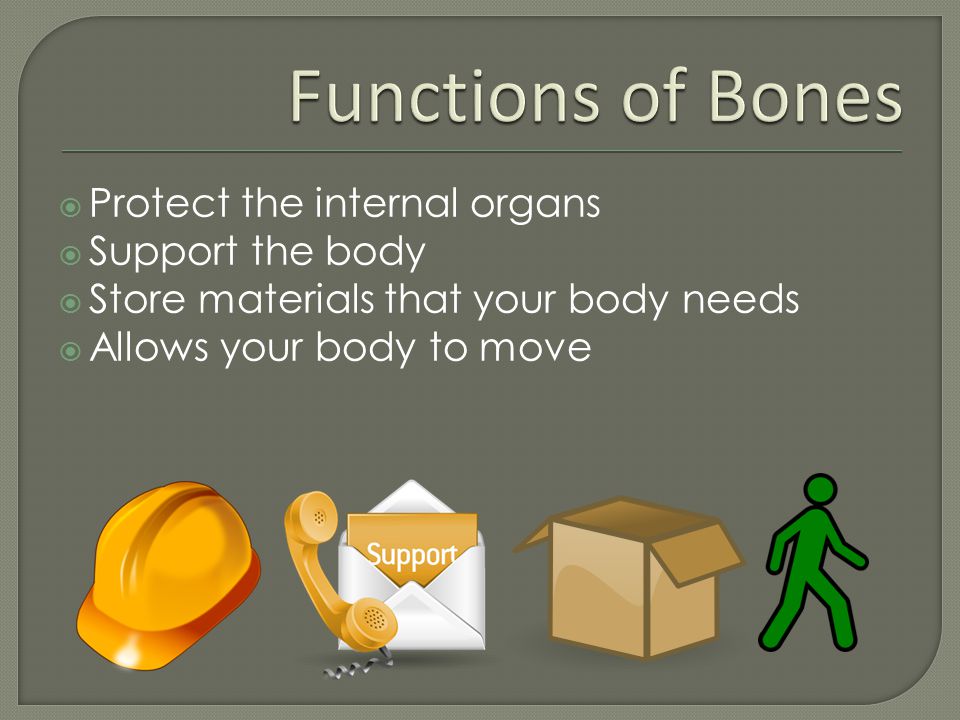  Protect the internal organs  Support the body  Store materials that your body needs  Allows your body to move