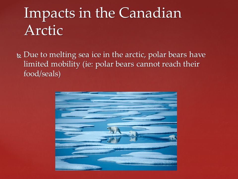  Due to melting sea ice in the arctic, polar bears have limited mobility (ie: polar bears cannot reach their food/seals) Impacts in the Canadian Arctic