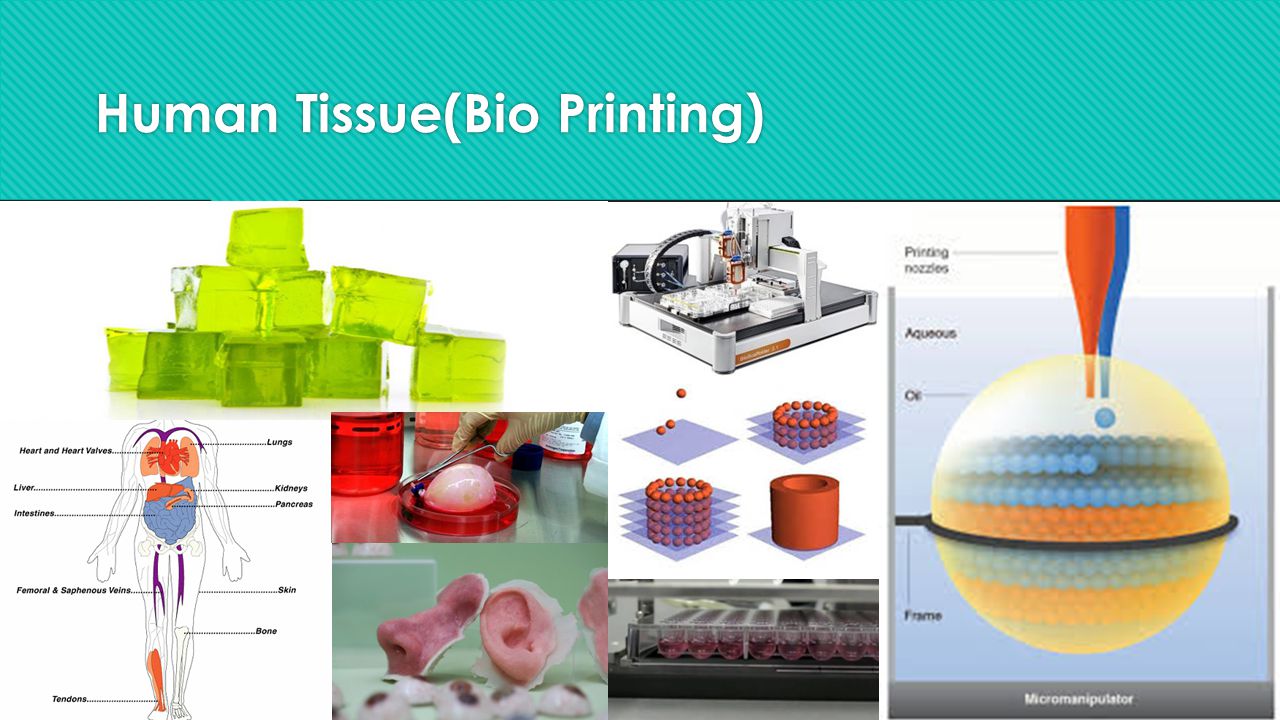 Human Tissue(Bio Printing)