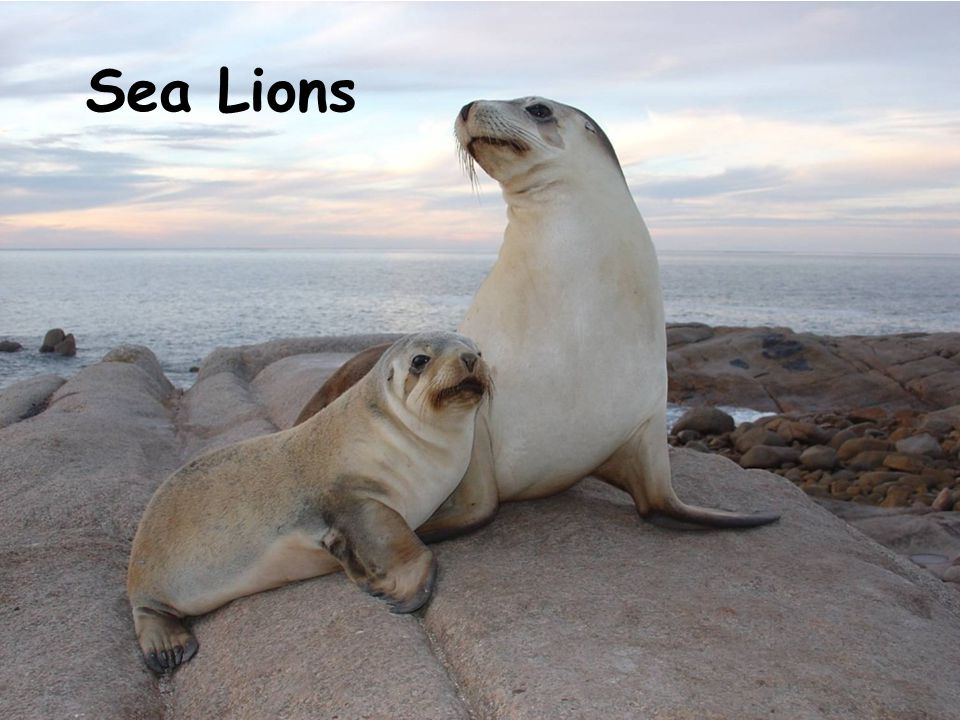 Sea Lion Sea Lions