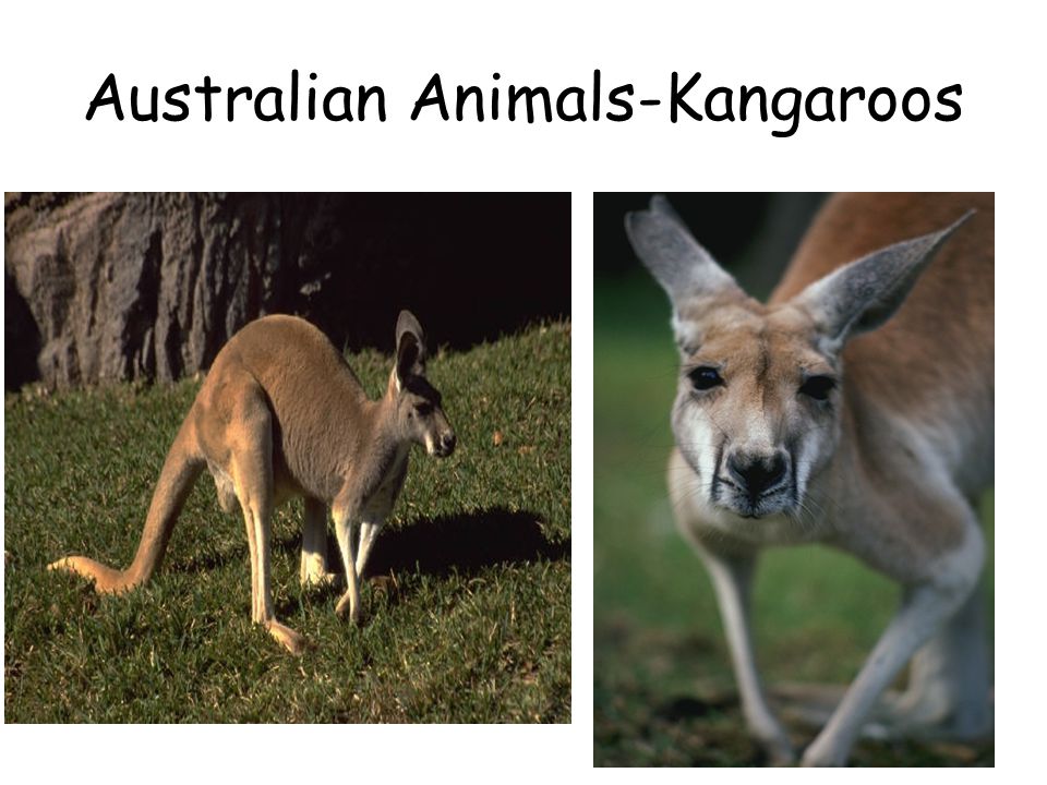 Australian Animals-Kangaroos