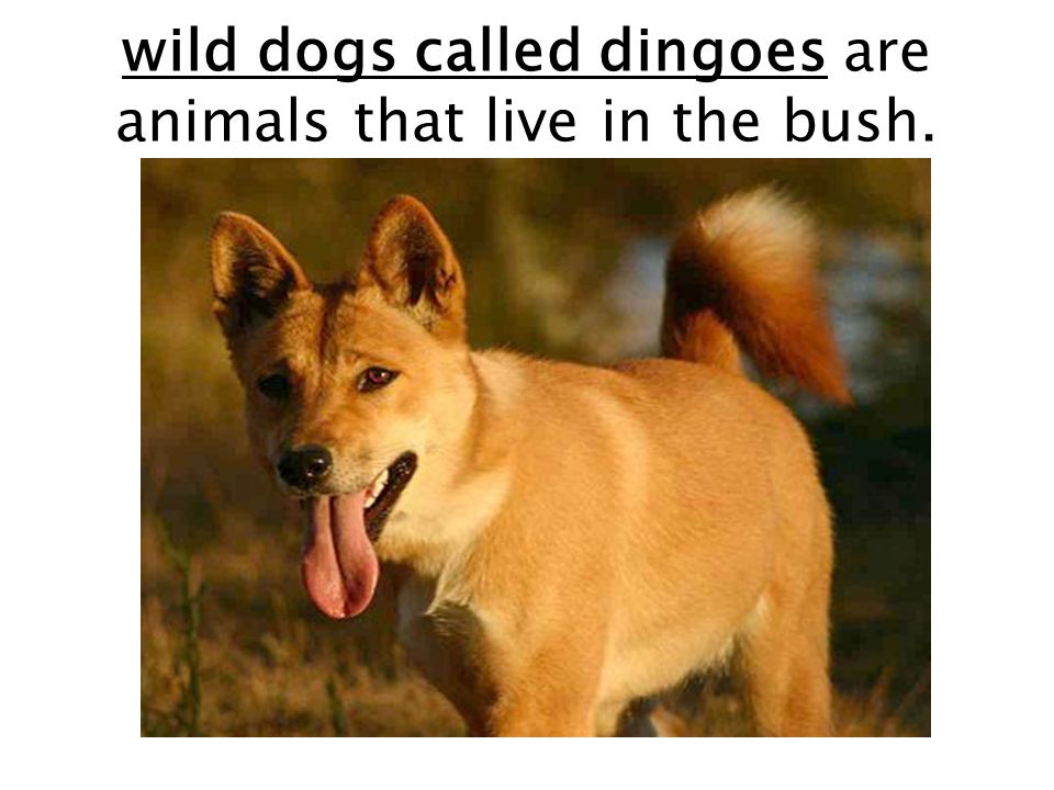 wild dogs called dingoes are animals that live in the bush.